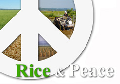 Rice and Peace