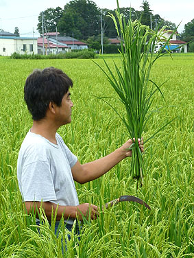 稲体の採取