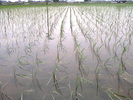aA